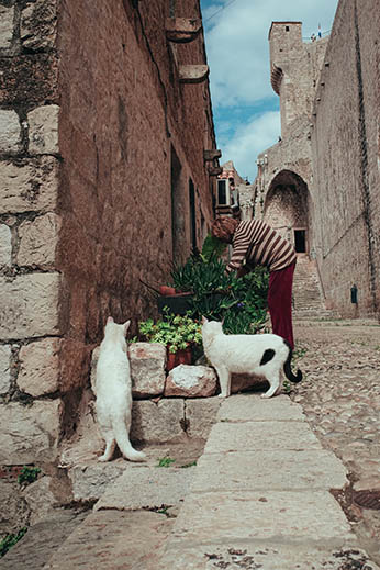 two alley cats in dubrovnik