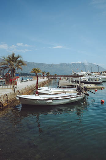 alley cats in croatia