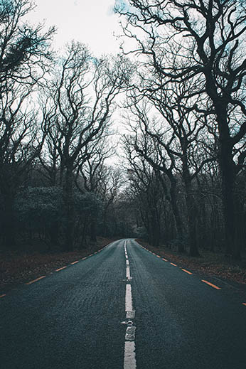 Road in a Forest